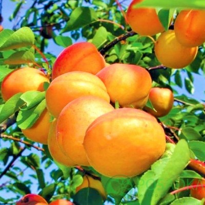Саженец абрикоса "Баршерон"